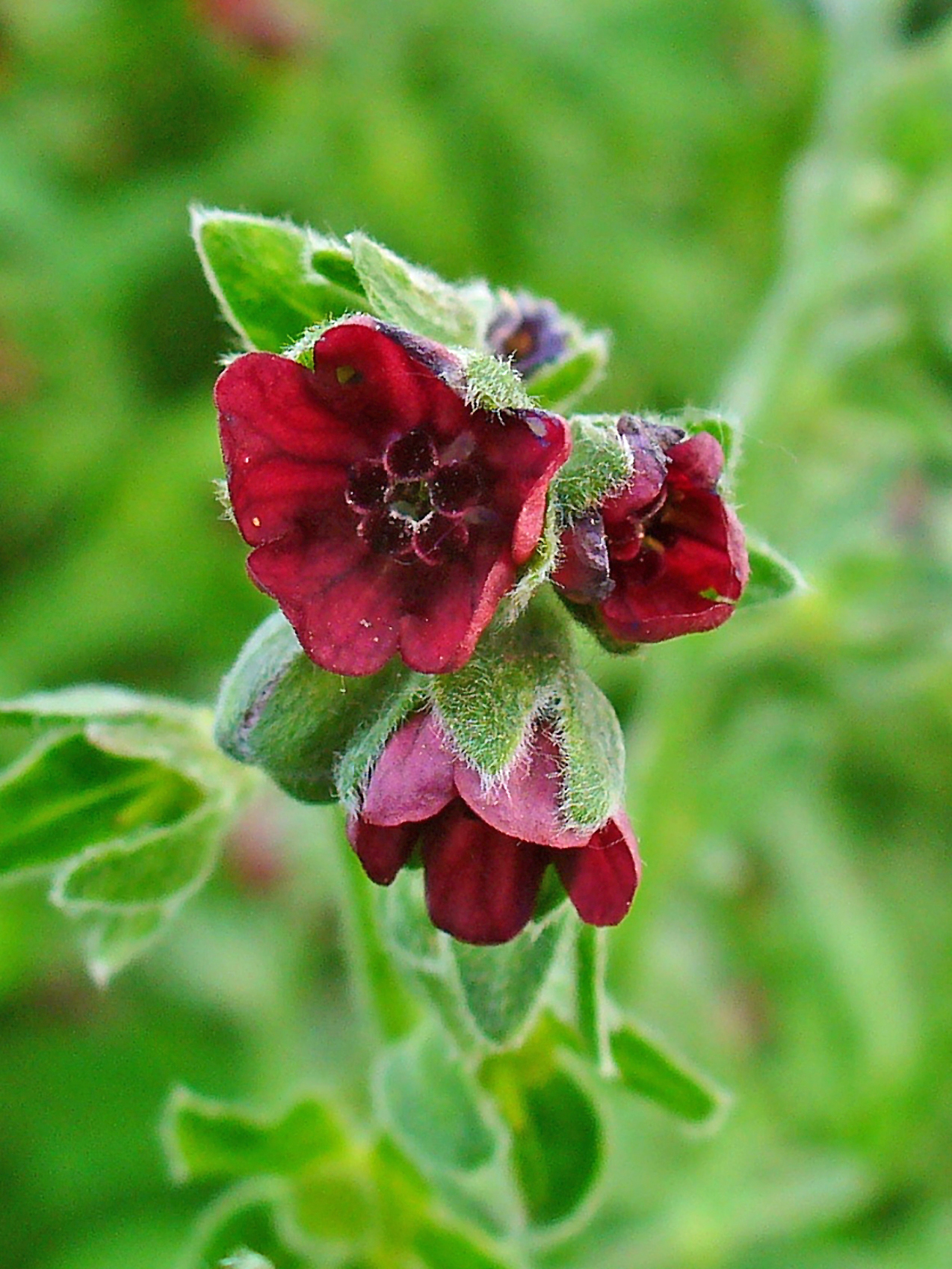 Gewöhnliche Hundszunge Cynoglossum officinale Bienenroute